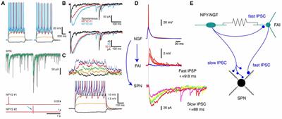 Heterogeneity and Diversity of Striatal GABAergic Interneurons: Update 2018